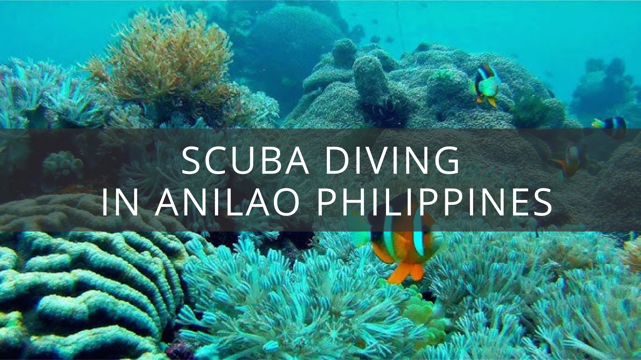 Anilao Diving: A Macro Paradise for Scuba Divers in the Philippines